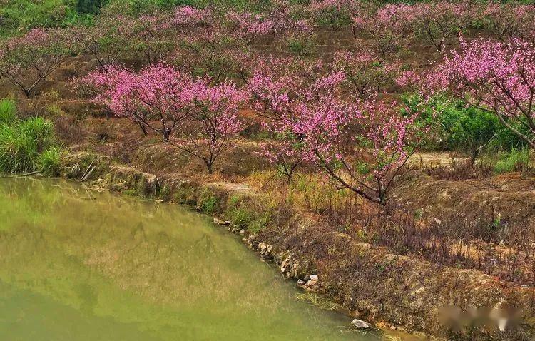 奇了怪大田这个村子桃花又开了