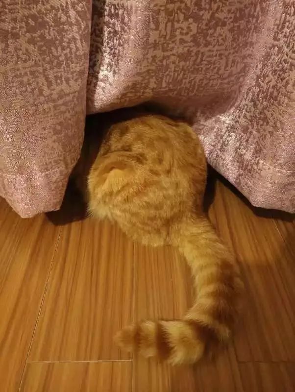 另外猫主子还特别爱玩"把头藏起来你就看不见我"的招数,你们对自己的