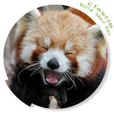 今天是世界微笑日一大波笑眯眯的动物表情包来啦