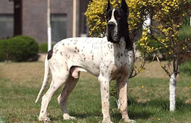 养只120斤的大丹犬是什么体验?每天消耗狗粮3斤多,喝水20斤