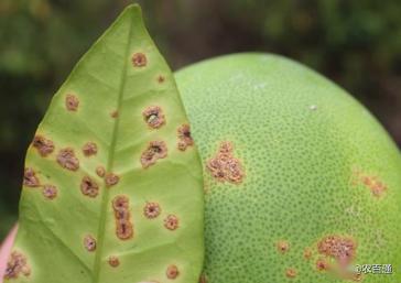 5月份主要病害有炭疽病,疮痂病,溃疡病,黄斑病,砂皮病,灰霉病等;虫害