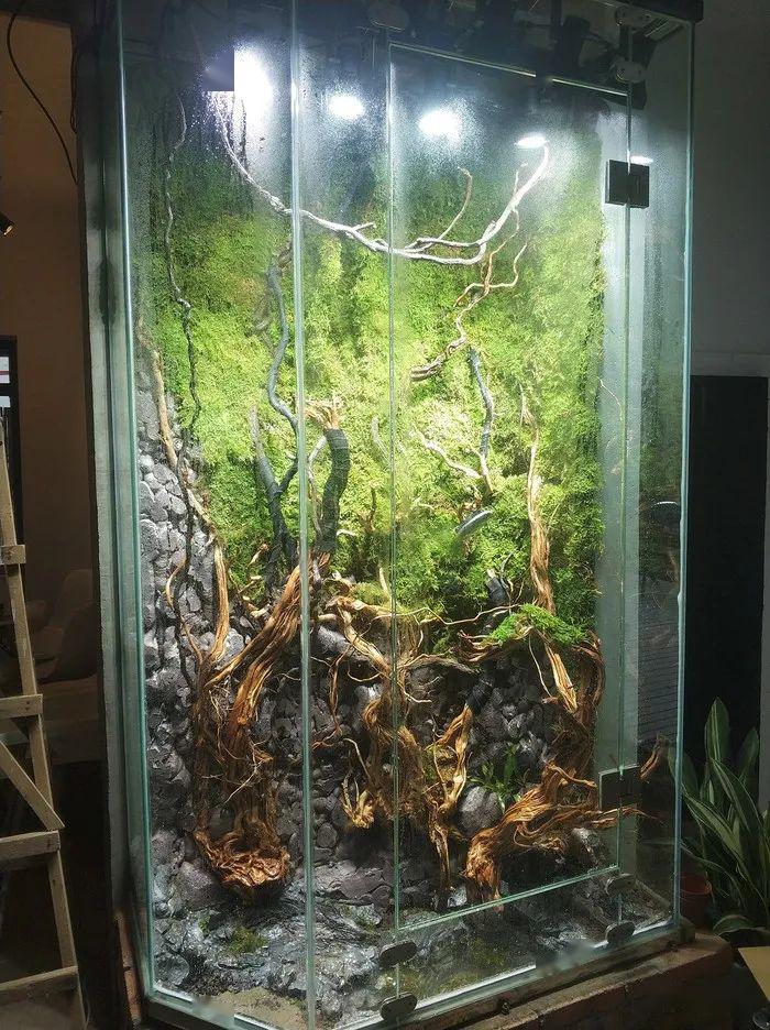 成都三圣乡线下体验店2米高的雨林缸景观