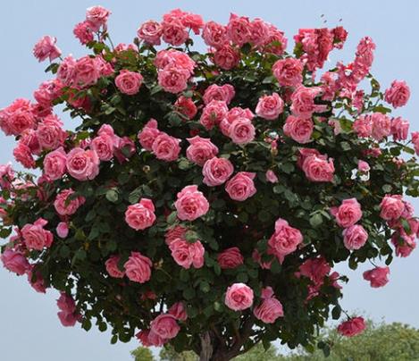 玫瑰枝条其实月季,玫瑰,蔷薇同属蔷薇科,可以说他们都是一家的,很多