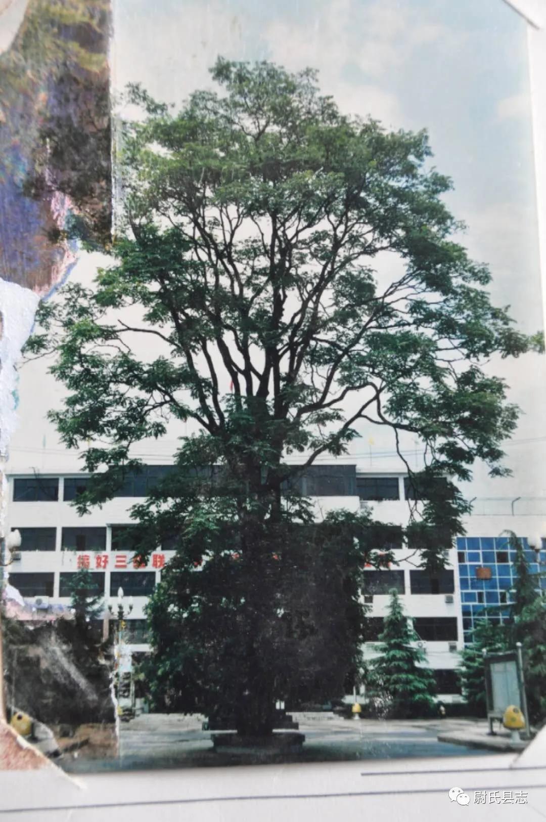 汴梁图片|光阴的故事:河南尉氏老照片_尉氏县