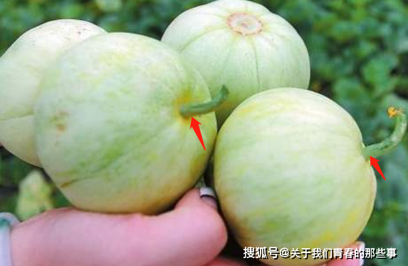 买甜瓜,大的比小的好?果贩教你如何挑,认准5点,保证清脆香甜_瓜蒂