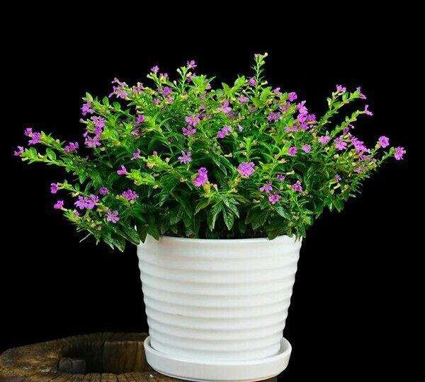 原创满天星发芽后幼苗应该如何养护