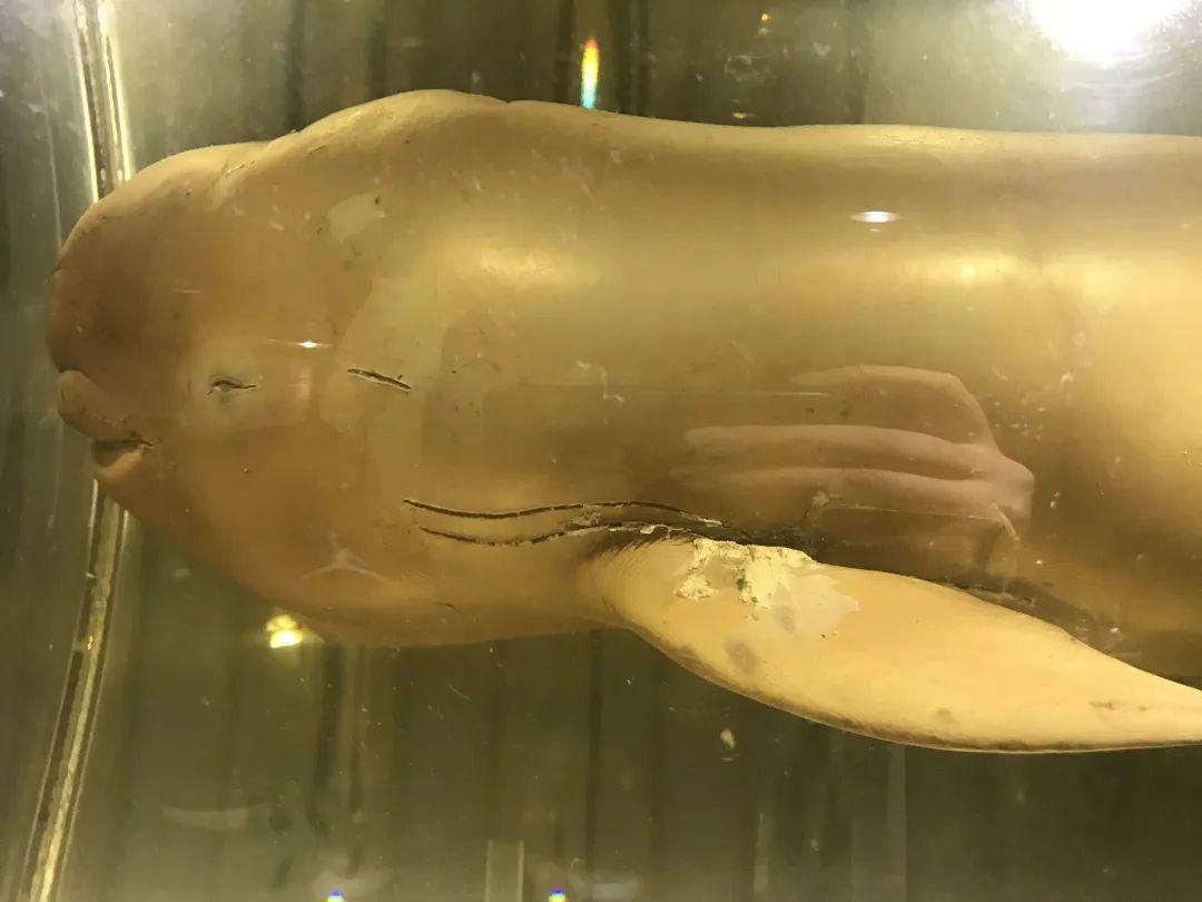 我曾见过活着的白鱀豚,但如今已无人再有这样的幸运_标本