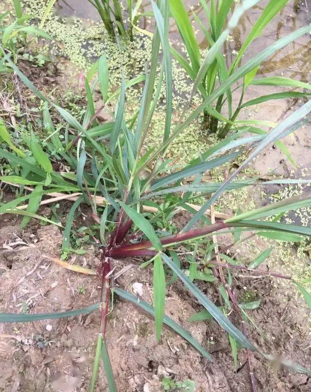 稗草根系图片