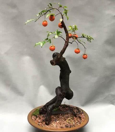 金弹子盆景深受盆景爱好者追捧金弹子如何栽种更易成活