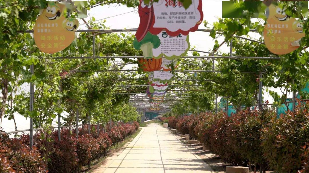 泾阳享受采摘乐趣感受田园生活