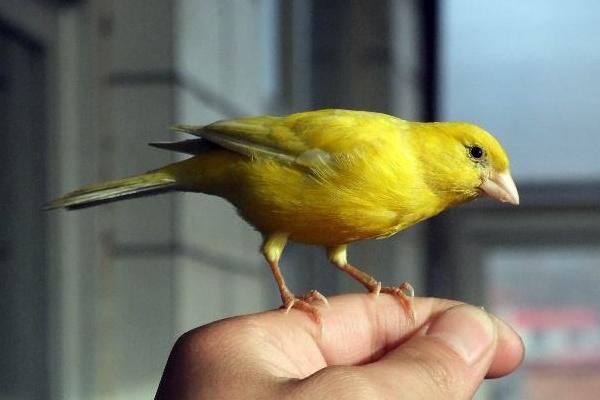 原創想養只鳥來當寵物?這6種鳥就挺好!漂亮粘人還好養!