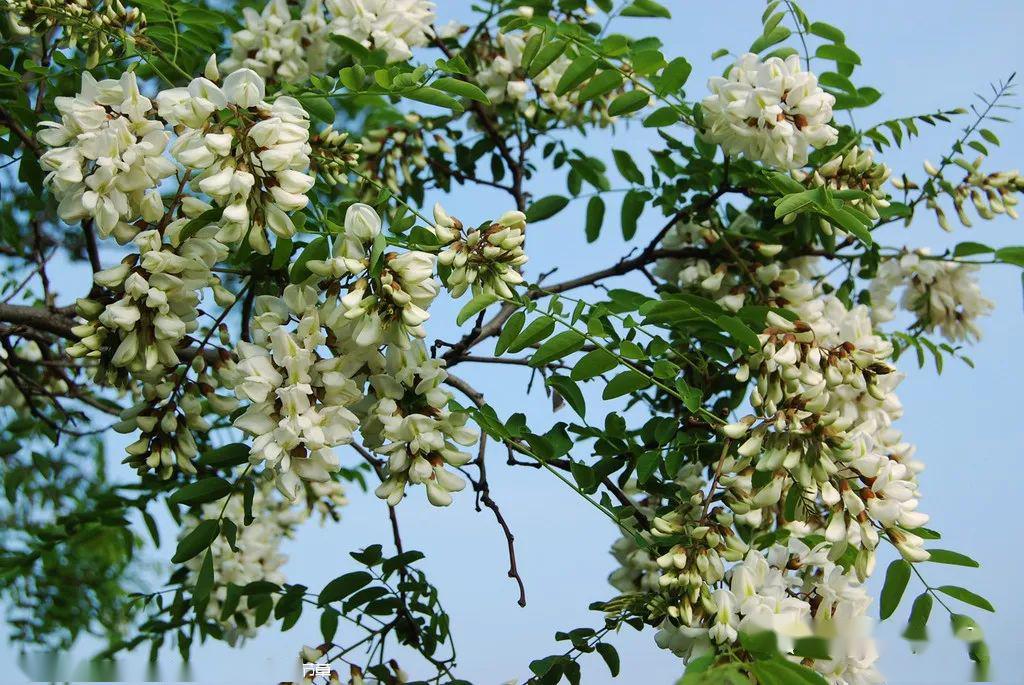 到苏北最大槐树林赏槐花去