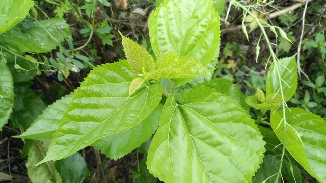农村里常见的桑树叶,除了喂蚕还有这用途,可惜很多人不知道