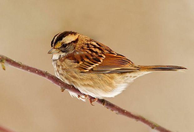 麻雀的寿命有多长,为什么很少看见死去的麻雀? 看完长见识了