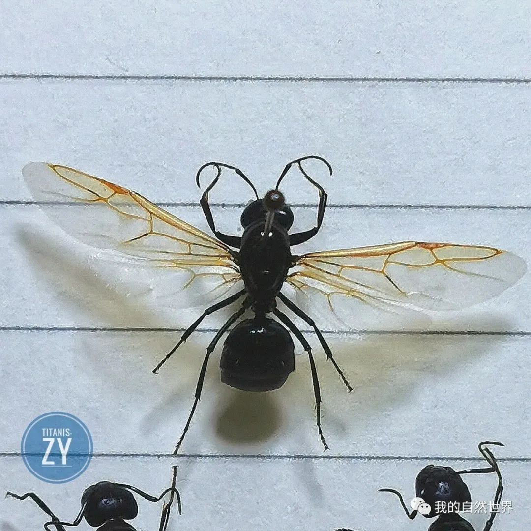 胡蜂有翅蚁在蚂蚁们庞大的地下社会中,只有那些准备"谈婚论嫁"的公主