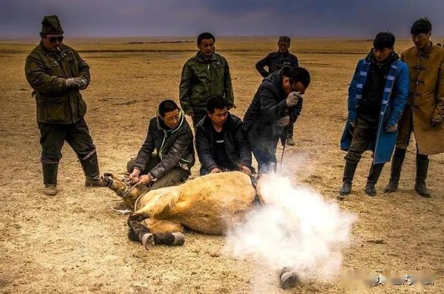 丰收节上要套二岁子马,给马打烙印,烧红的铁马印