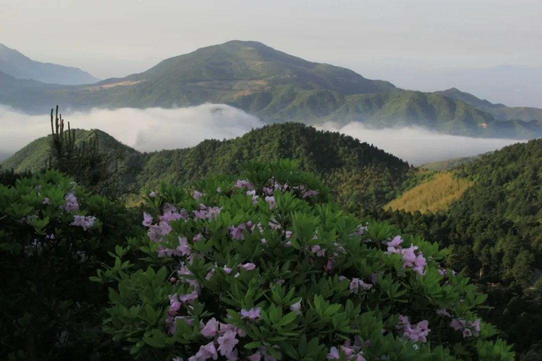 华顶海拔1098米,峰顶四周常有云涛翻腾,白云苍狗,变幻莫测,置身其中