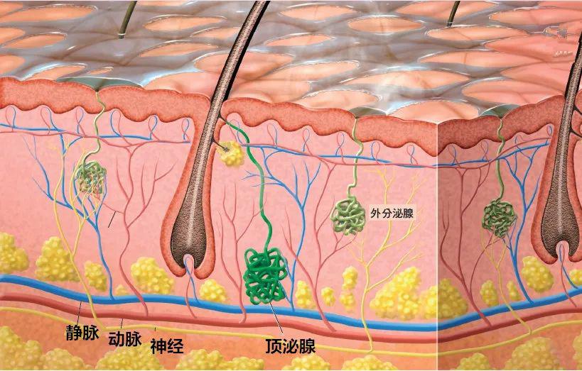 外分泌腺几乎分布全身,每个人身上的数量从200万到500万个不等.