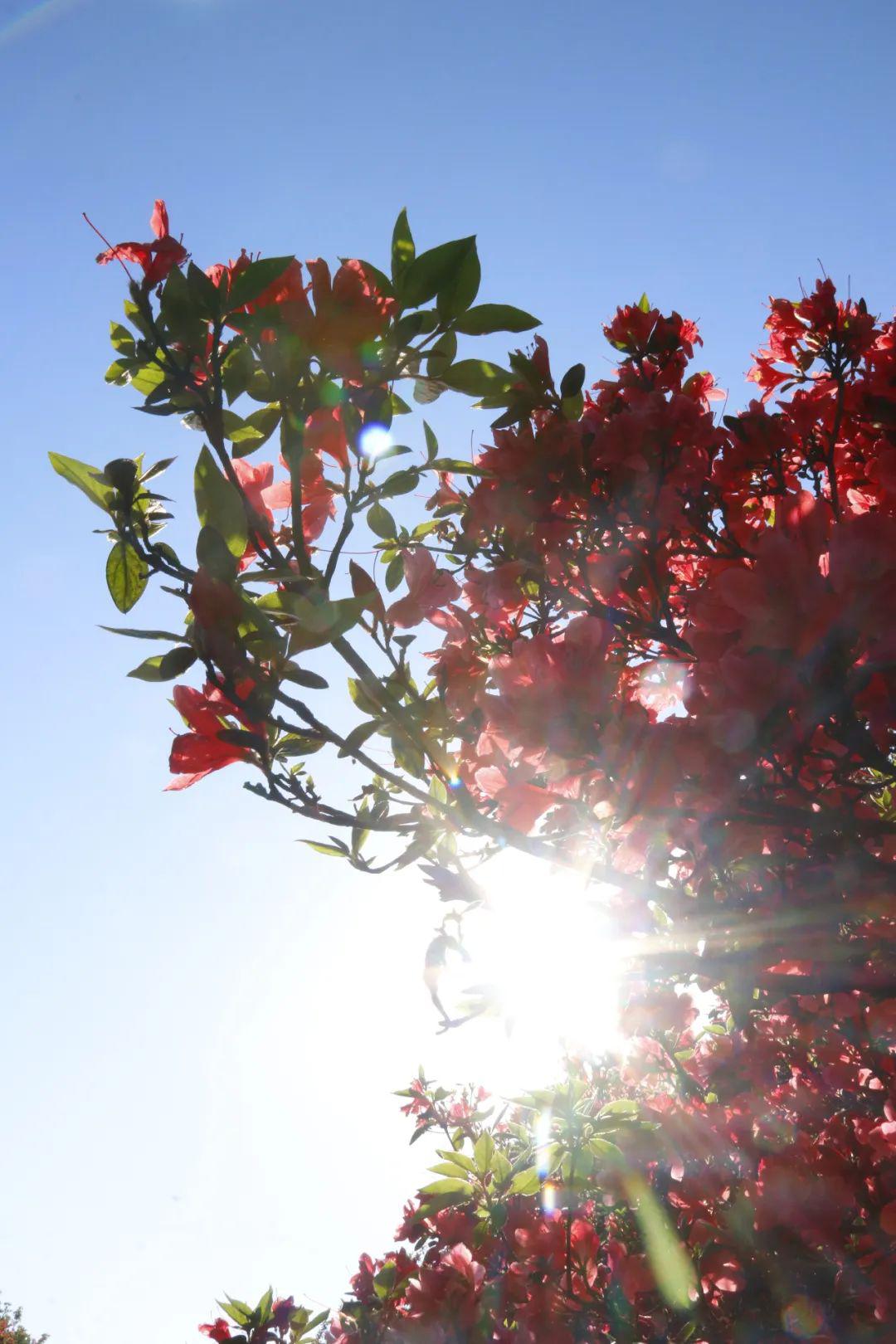 播州"洪关映山红"开了,翻山越岭,只为与你相见!