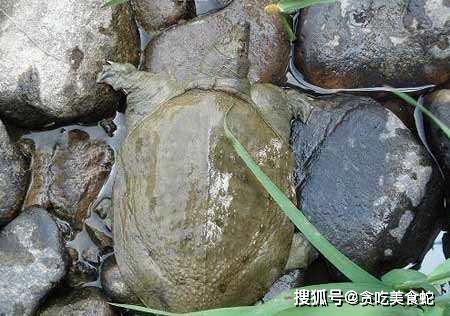 45市场上的甲鱼——野外泥池塘养甲鱼