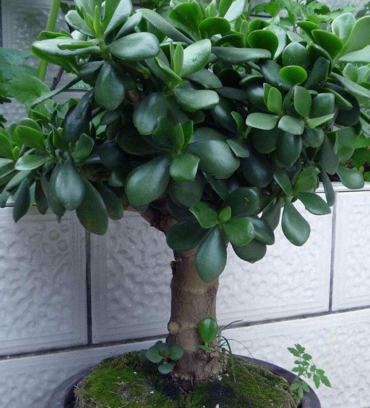 玉树好养吗,玉树养护要注意什么?_时间