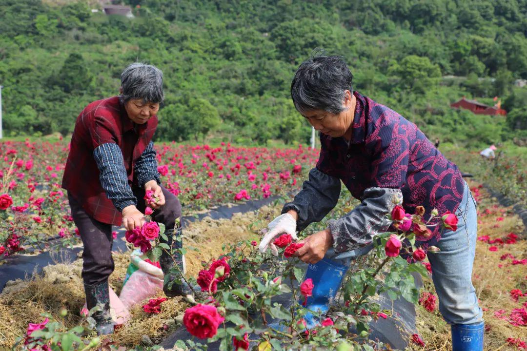 玖槐花种植图片