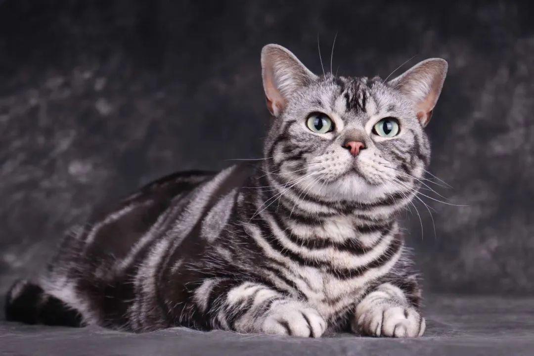 必看ice美国短毛猫品种标准新版