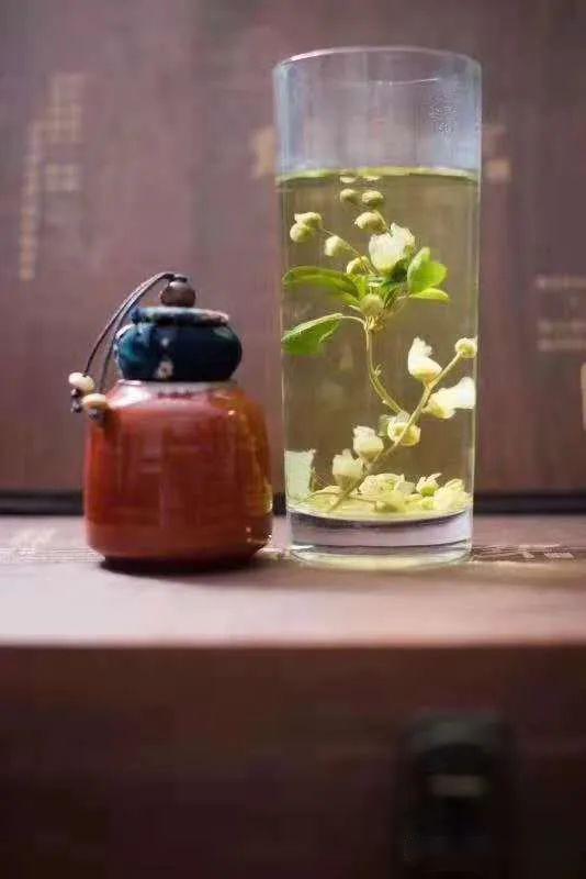 明日剧透陈炉茶叶新宠龙柏芽