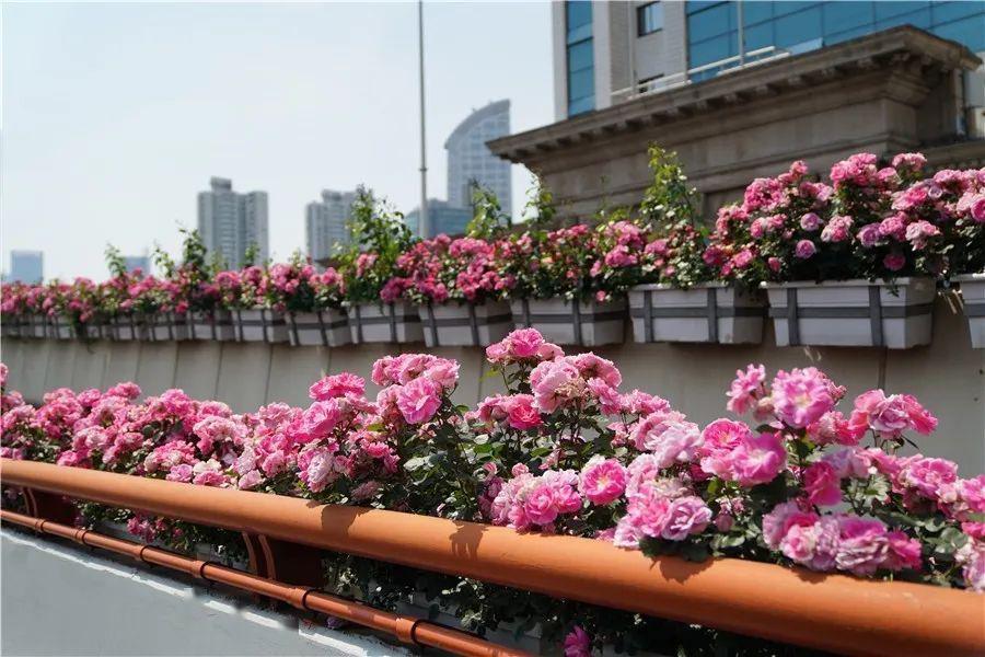 月季花开,上海的高架美翻了!