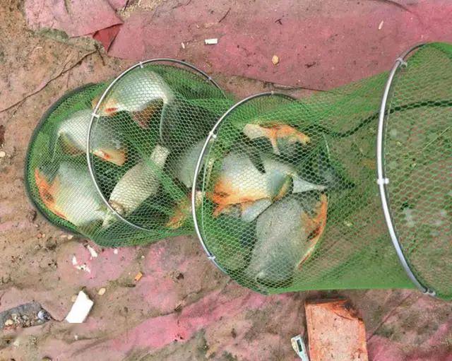 史无前例澜沧江钓起大量红鲳鱼满口利齿轻松咬断树枝