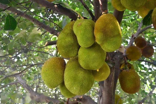 报告元江蜜多萝严重超生