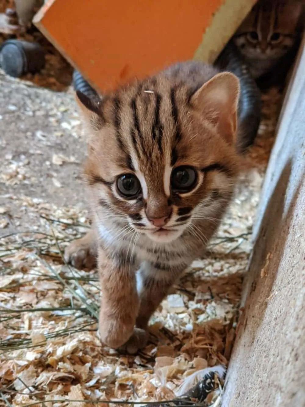 原创出生时仅约60克,世界最小猫科动物幼崽亮相:它们是疫情中的希望