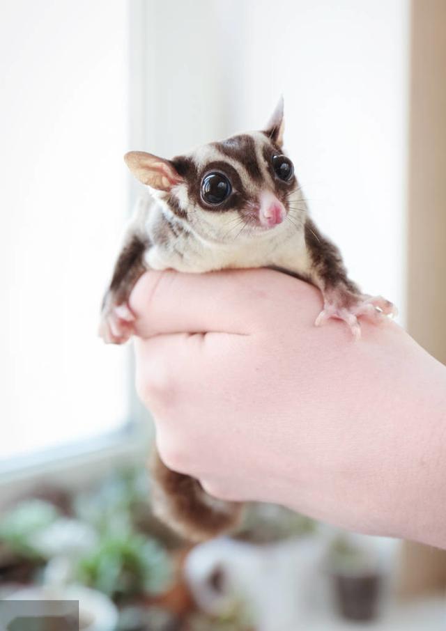 原来这些小动物都可以做宠物!你家养了什么稀奇古怪的小宠物呢?