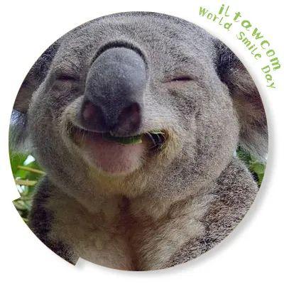 今天是世界微笑日一大波笑眯眯的动物表情包来啦