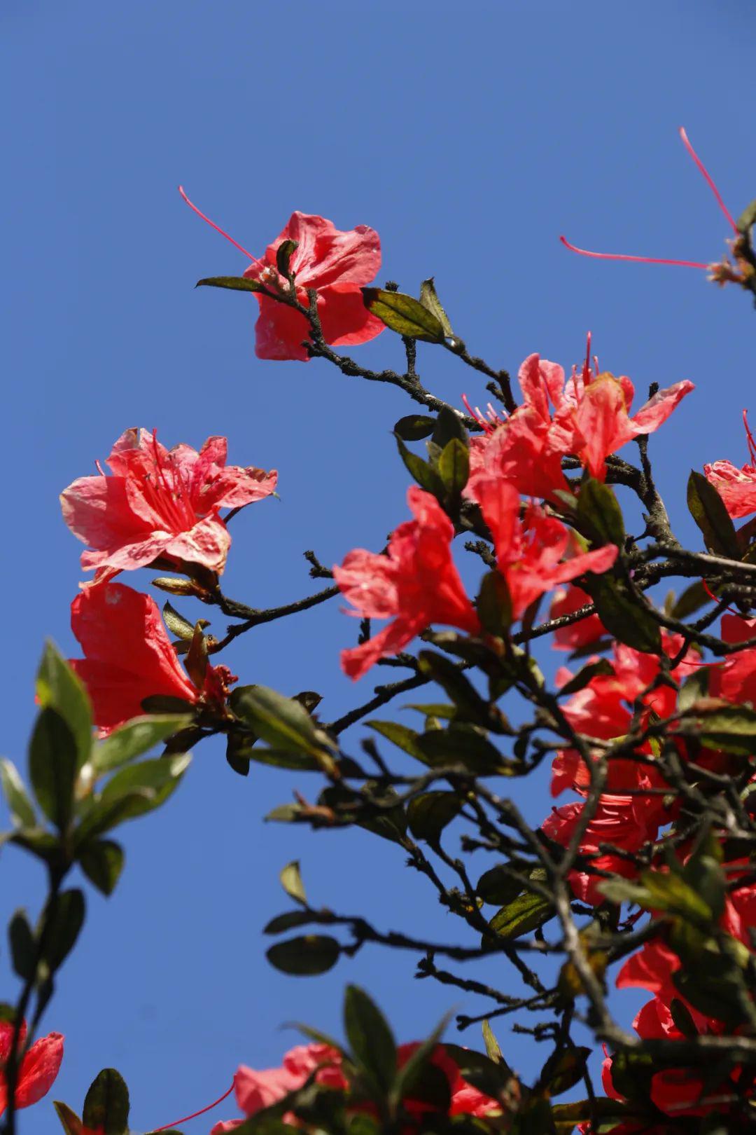 播州"洪关映山红"开了,翻山越岭,只为与你相见!