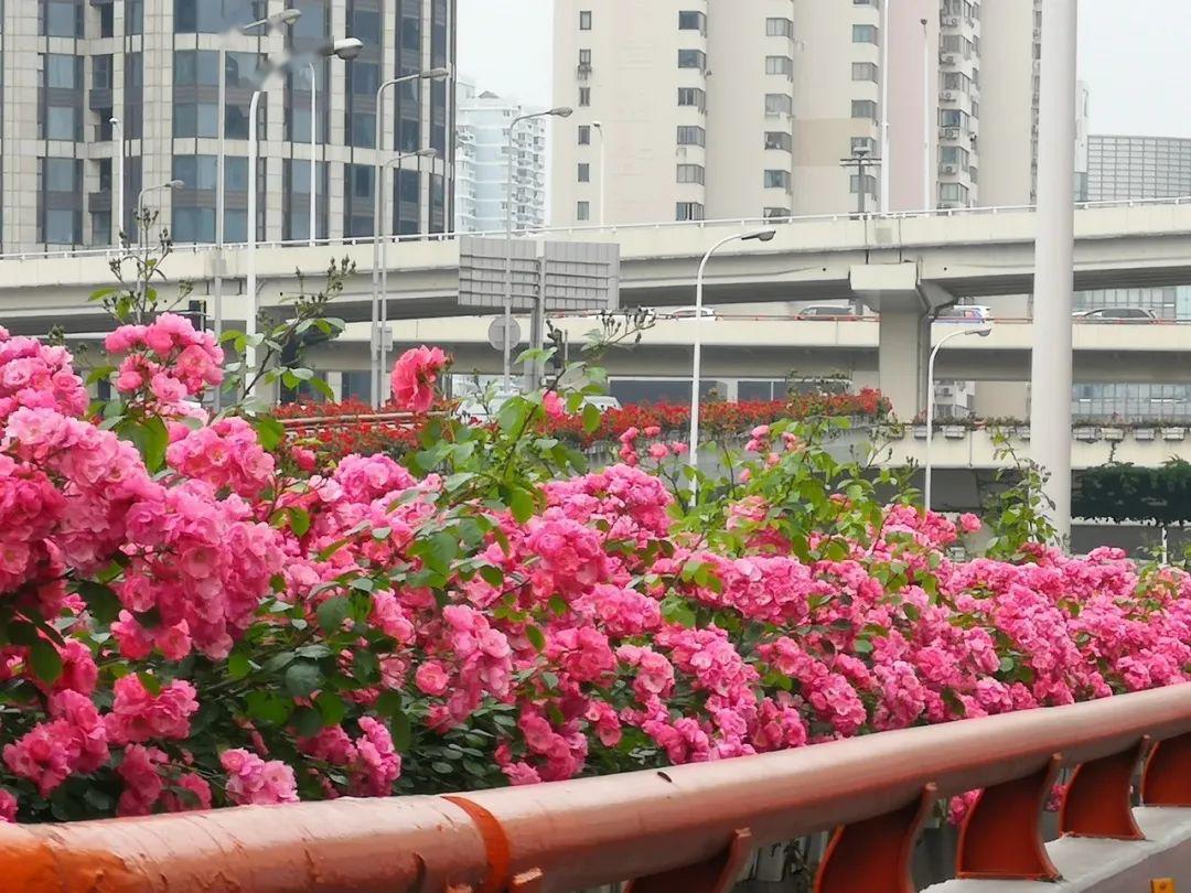 月季花开,上海的高架美翻了!