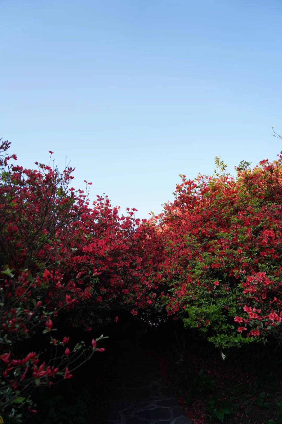 播州"洪关映山红"开了,翻山越岭,只为与你相见!