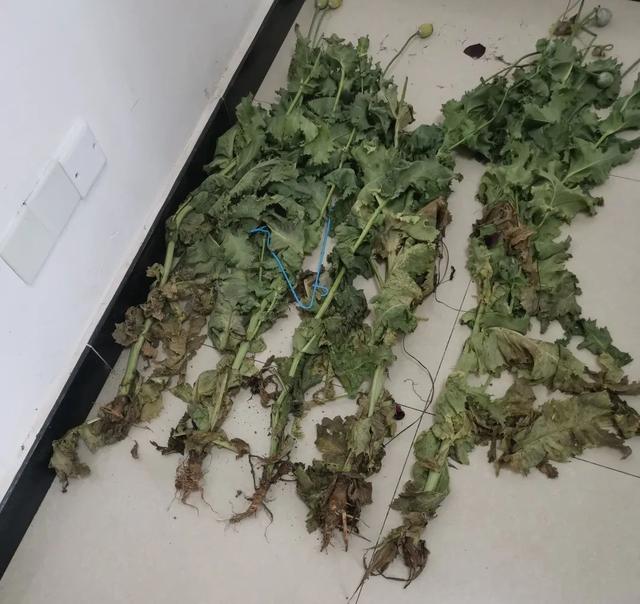 罂粟花能治咳嗽胡扯