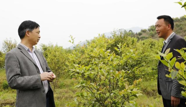 斤;做好能人回乡服务工作,本村能人朱国福于2014年回乡成立油茶合作社