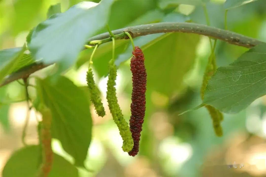 最美人间五月天 又到桑果成熟时,快来采摘一捧甜蜜吧~_桑葚
