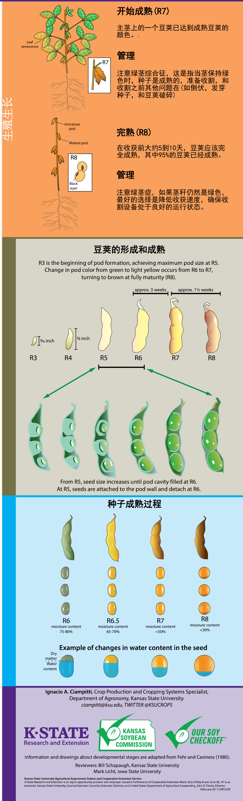 大豆的一生