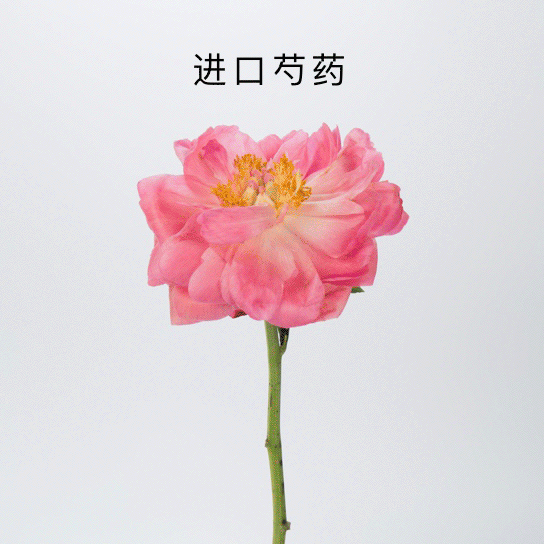 是美丽动人;锦带花是解忧之花,希望收花人敞开心扉;还有盛放的康乃馨