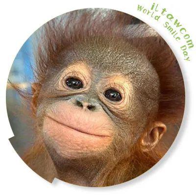 今天是世界微笑日一大波笑眯眯的动物表情包来啦