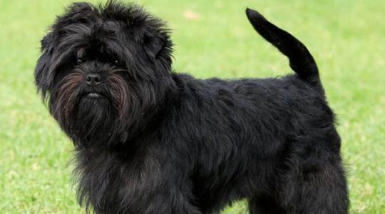 黑色长毛狗狗品种名称图片