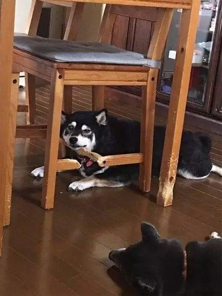 为什么狗狗喜欢钻桌底?我敢打赌,这些原因你肯定不知道_桌子