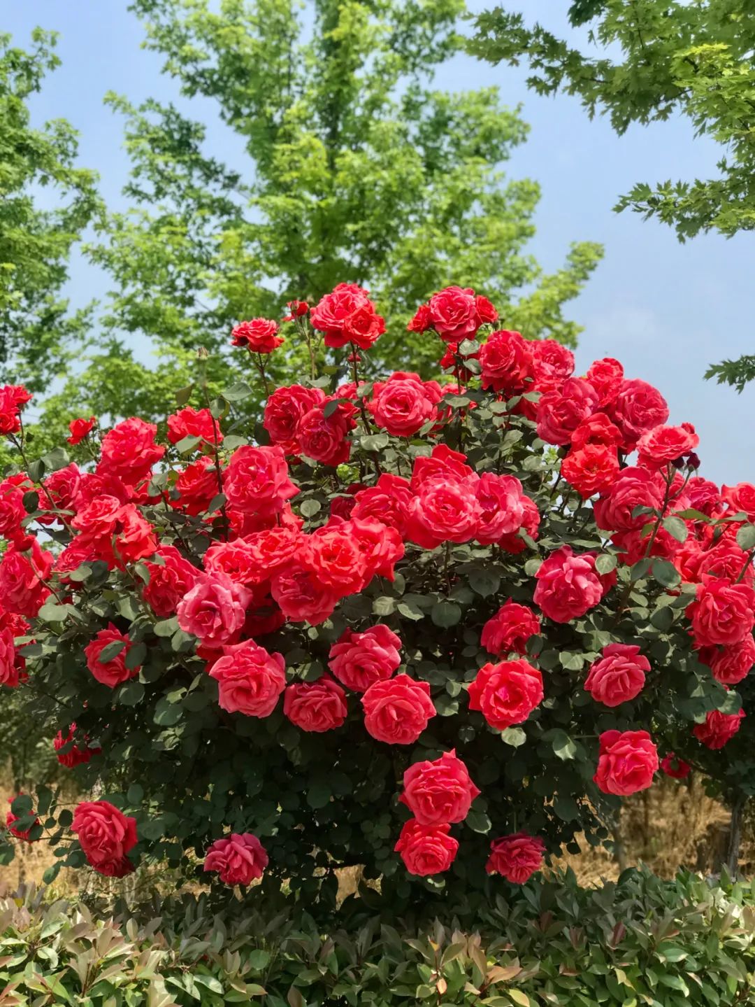 临城西竖花海图片