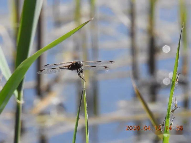 比大熊猫还稀少的低斑蜻现身北京奥森公园有兴趣参与京津同步监测的