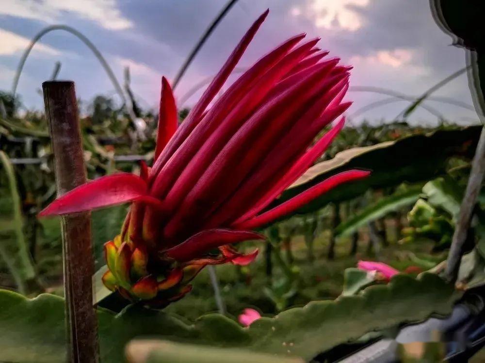 母亲节专场活动 | 共赏火龙果灯光,共享火龙果花绽放