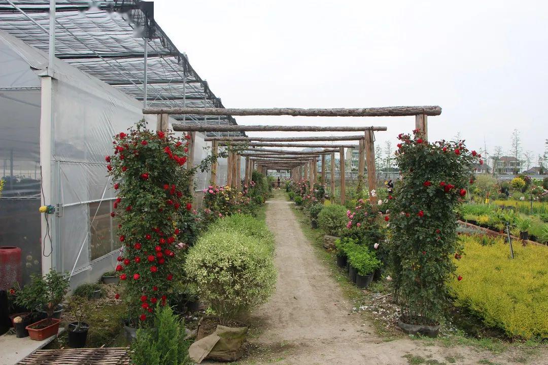 百亩玫瑰园,百种月季花,温岭这二处新"花园"藏不住了,约起去打卡!