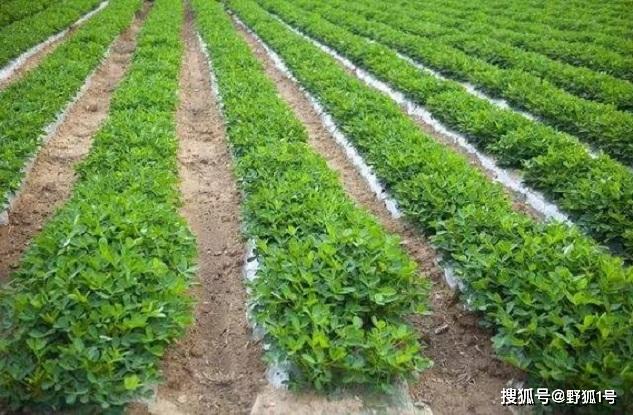 花生种植大户,记住做好几件事,让自家花生高产增收_栽培